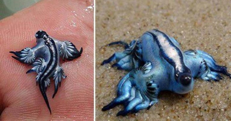 Venomous And Rare ‘Blue Dragons’ Sighted At Texas Beaches - Featured image
