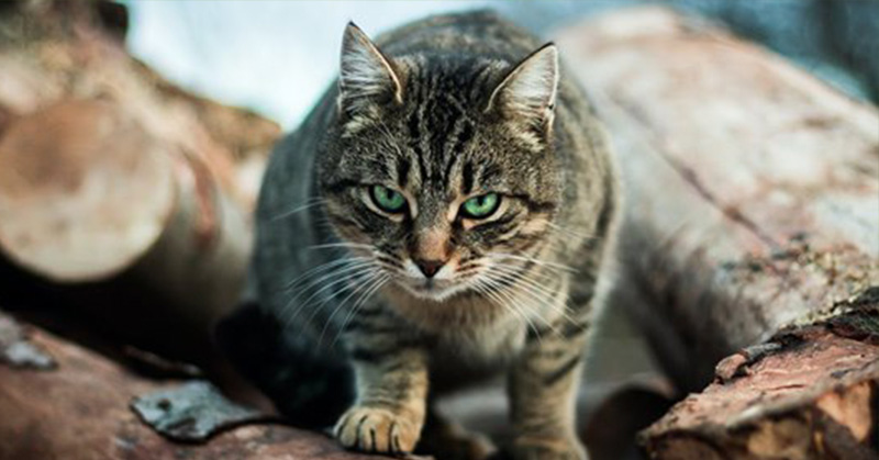 One Cat, One Year, 110 Native Animals: Lock up Your Pet, It’s a Killing Machine - Featured image