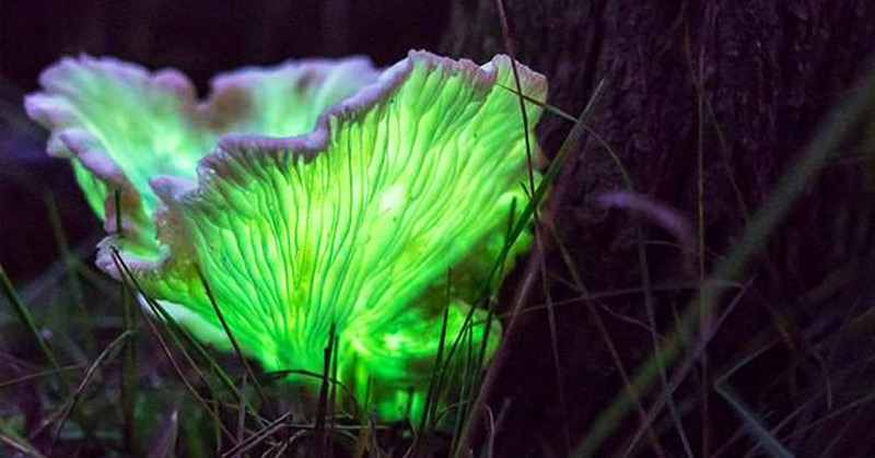 Ghost mushroom hunters photograph glowing fungi