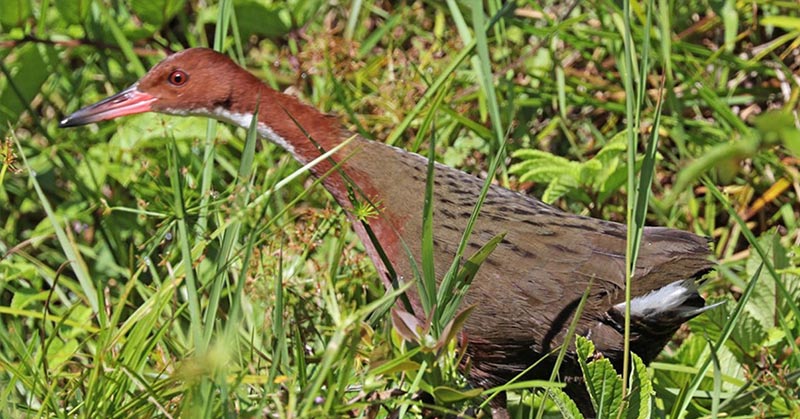 An Extinct Bird ‘Evolved Itself’ Back Into Existence, Twice