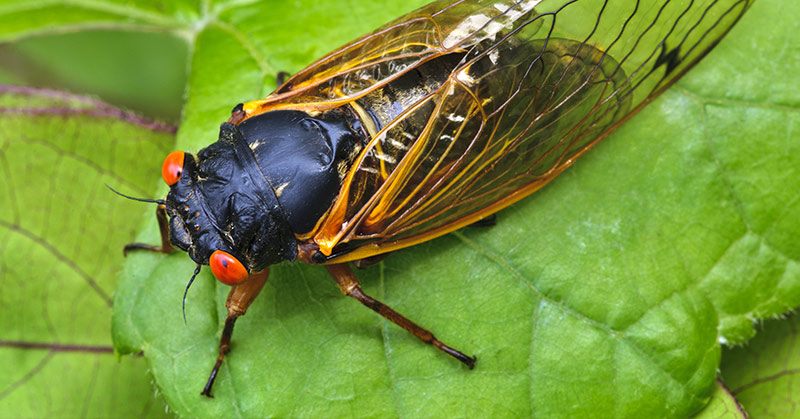 1.5 million cicadas expected to emerge after 17 years underground