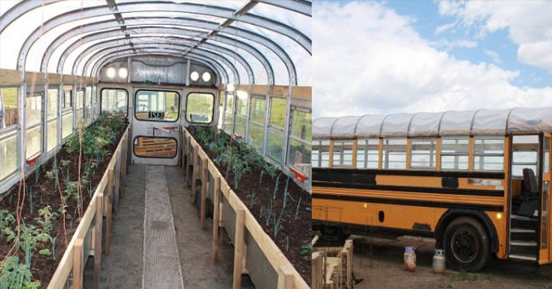 Woman Up-Cycled Old School Buses into Greenhouses