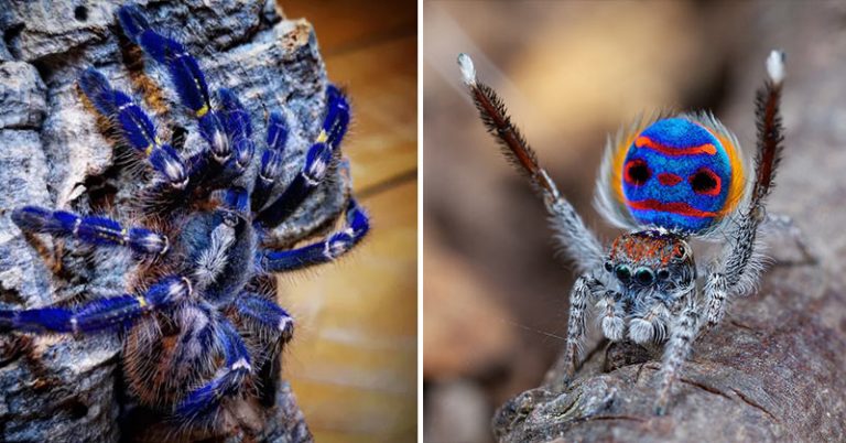 Peacock Spiders Are So Striking Blue That Even I Think They’re (Sort Of) Pretty - Featured image