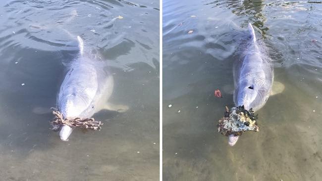 Dolphins Bring “Gifts” From the Sea to the Shores Because They Miss Their Human Visitors