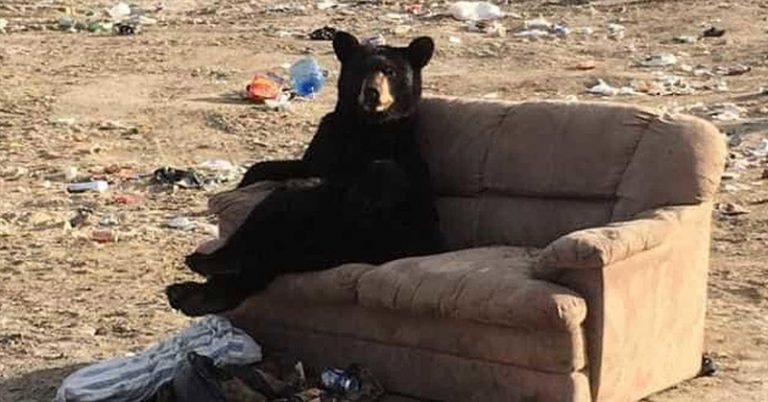 Bear Caught Relaxing “Just Like a Human” On A Couch Someone Threw Away - Featured image