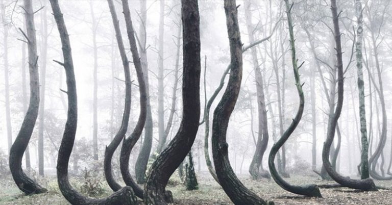 Poland’s Mysterious “Crooked Forest” Populated with 400 Bent Trees - Featured image