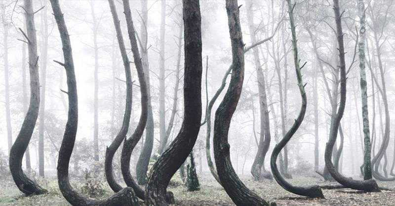 Poland’s Mysterious “Crooked Forest” Populated with 400 Bent Trees