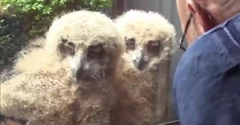 Huge owl hatches chicks outside man’s window — now the brood watches TV with him - Featured image
