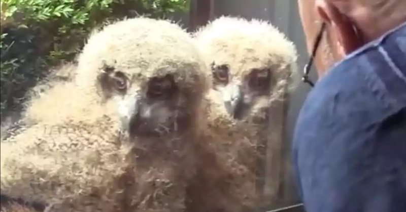 Huge owl hatches chicks outside man’s window — now the brood watches TV with him