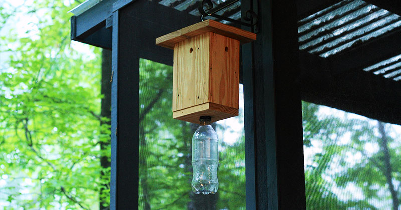 How to Make a Carpenter Bee Trap