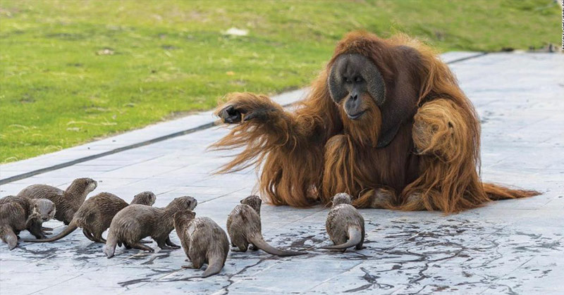 Zoo shares adorable pictures of orangutans playing with their otter friends