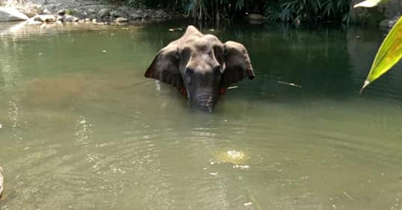 Pregnant Elephant Dies After Locals Fed Her Pineapple With Firecracker Inside