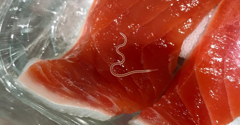 Parasitic worm populations are skyrocketing in some fish species used in sushi