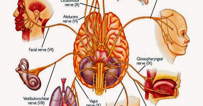 6 Ways to Stimulate Your Vagus Nerve That May Help Manage Depression, Inflammation, and More