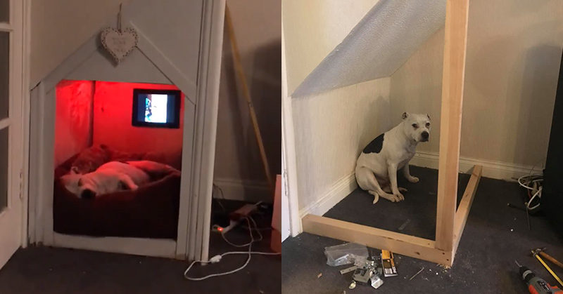 Dad Built His Rescue Dog With Trust Issues A Tiny House In The Living Room To Get ‘Alone Time’