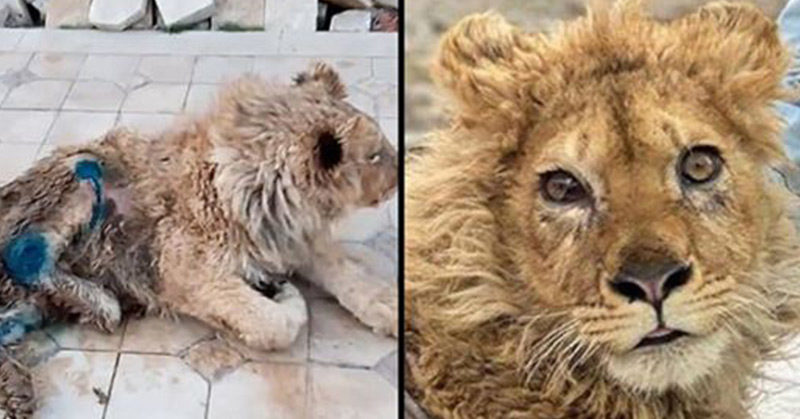 Lion Cub’s Legs Deliberately Broken So He Couldn’t Escape While Tourists Posed For Photos