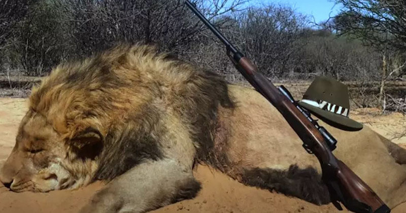 12,000 lions being farmed in captivity to be shot dead by tourists in ‘canned hunts’
