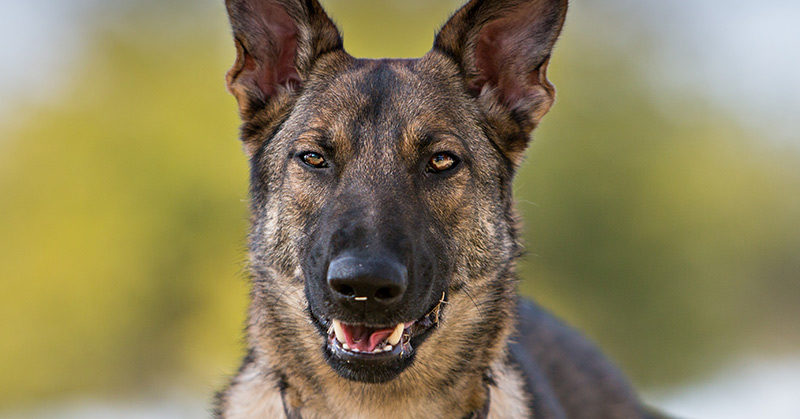 Science Says Dogs Can Sniff Out Untrustworthy People
