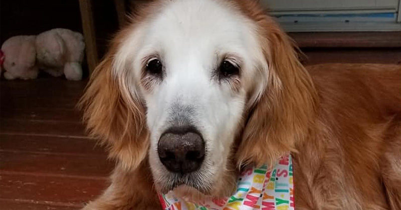 Tennessee Dog Celebrates 20th Birthday as Oldest Golden Retriever in History
