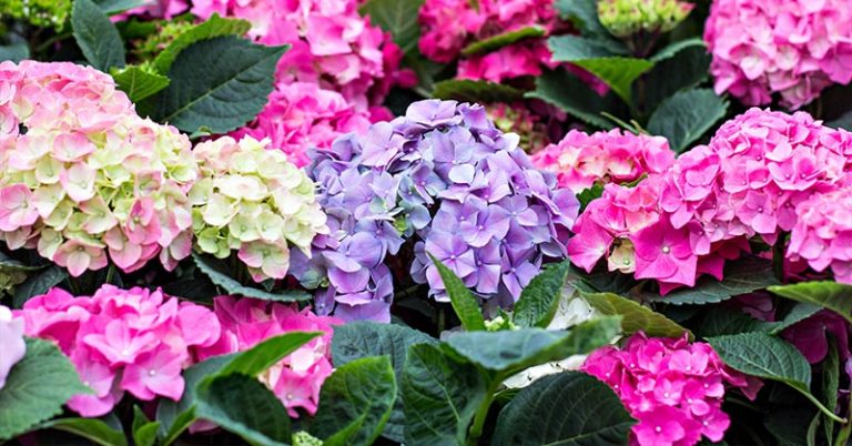 How to Change the Color of Hydrangeas - Featured image