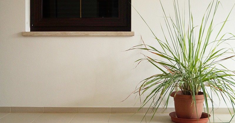 Grow Your Own Lemongrass. It Can Help Repel Mosquitoes, Keep You Relaxed And Relieve Your Headache