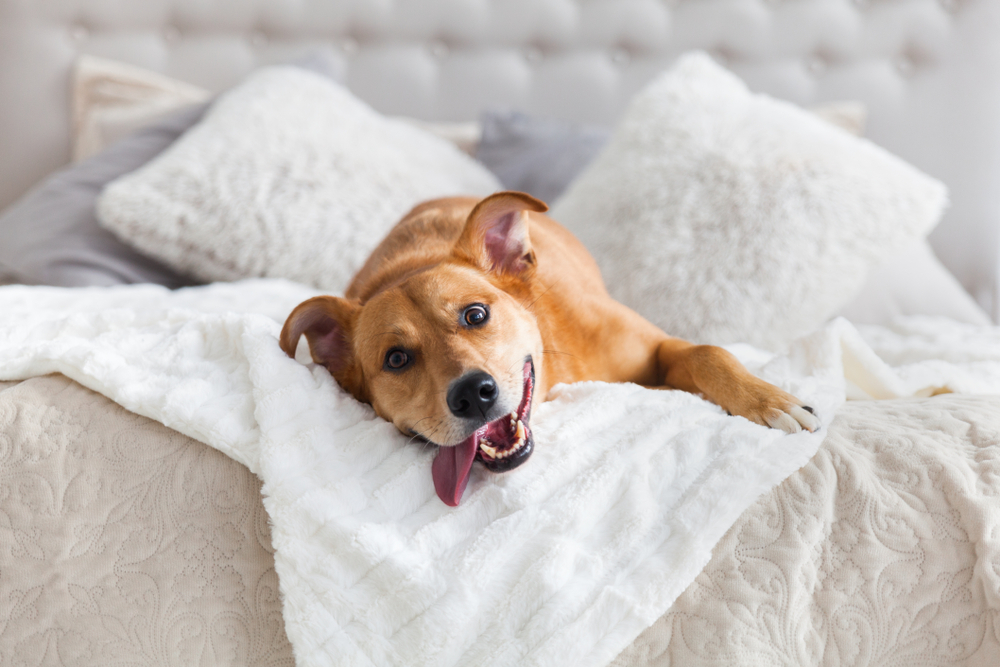 Happy ginger mixed breed dog in luxurious bright colors scandinavian style bedroom with king-size bed. Pets friendly hotel or home room.
