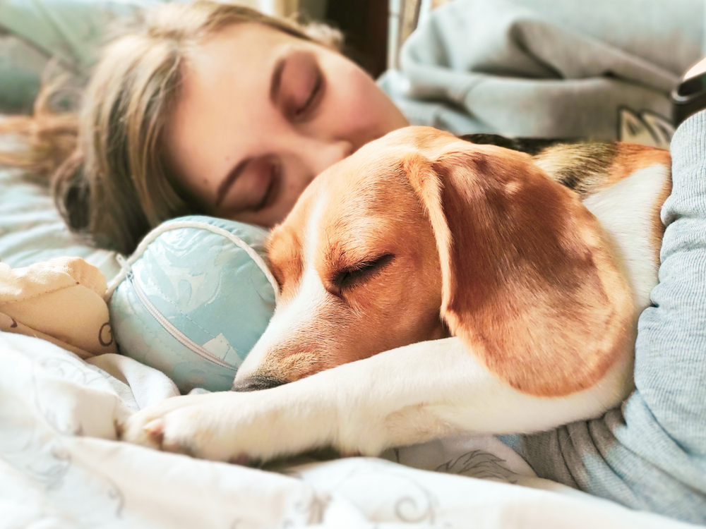 Girl and beagle dog sleep together. Girl hugs a dog. Home pet. Love.
