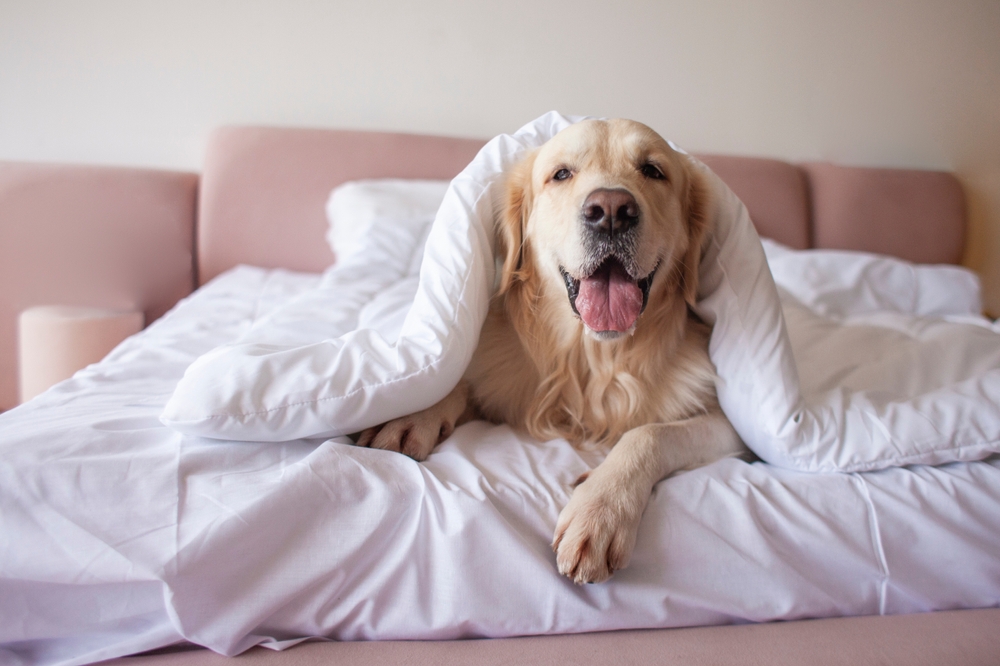 cute dog lies on bed under blanket with his tongue hanging out and looks at the camera, golden retriever is covered in bedspread in the morning, copy space
