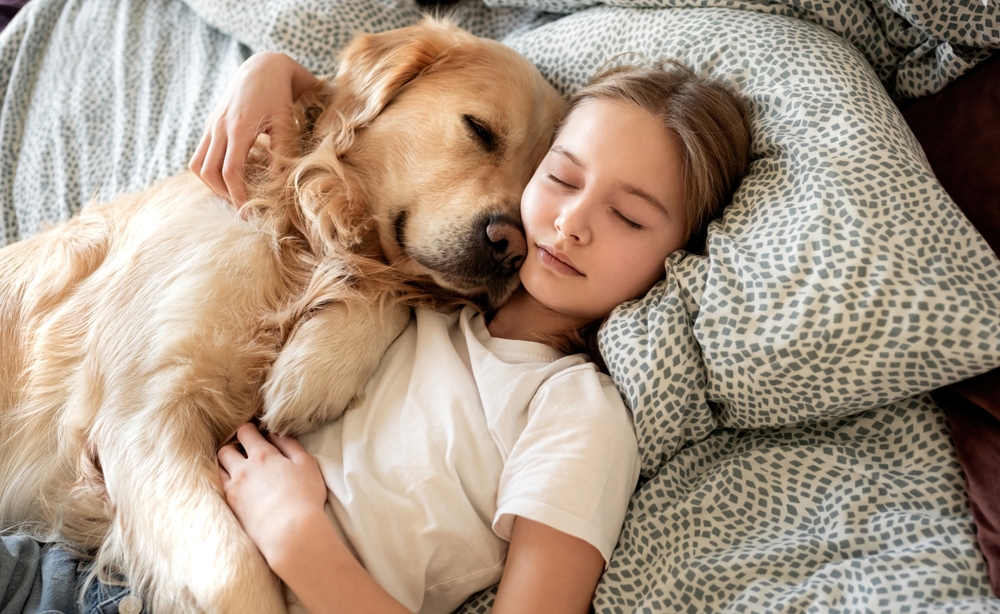 Cute Little Girl Sleeping With Golden Retriever Dog In Embrace In Bed
