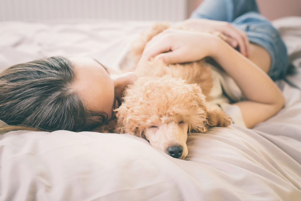 Young woman is lying and sleeping with poodle dog in bed.
