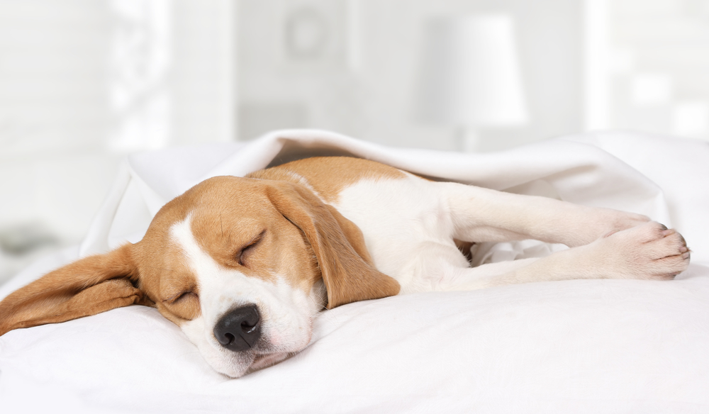 Small hound Beagle dog sleeping at home on the bed covered with a blanket
