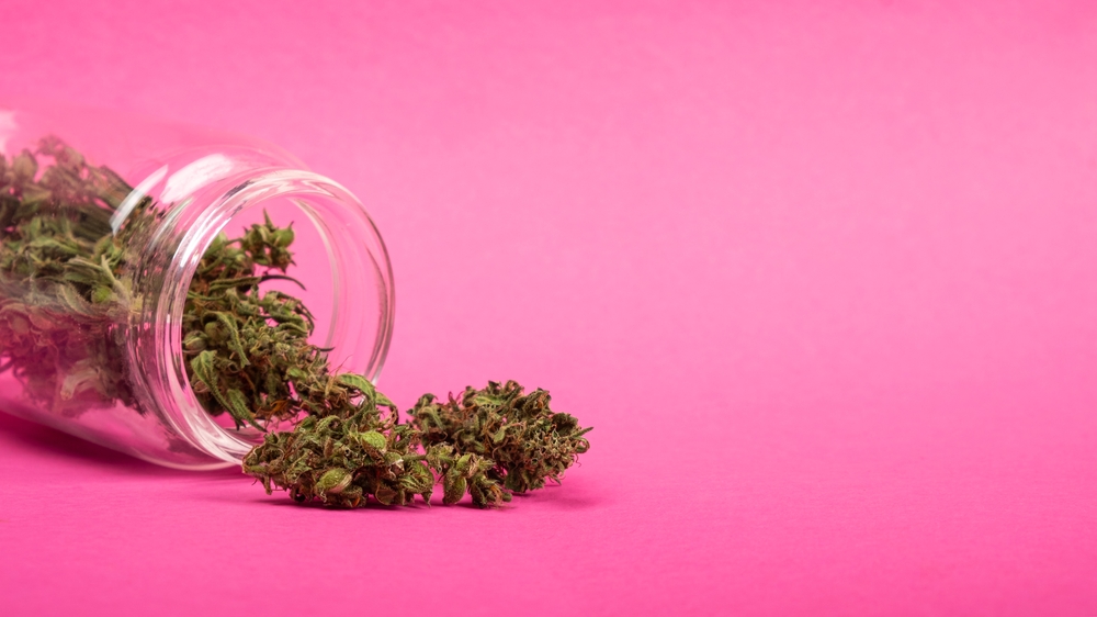 dry cannabis buds sprinkled on the table from a jar on a pink background, medical marijuana.