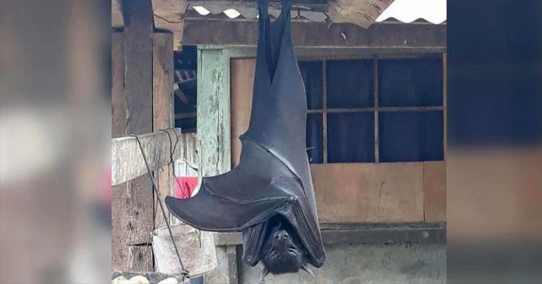 Our Worst Nightmare? Here’s What You Need to Know About That ‘Human-Sized’ Bat Going Viral - Featured image
