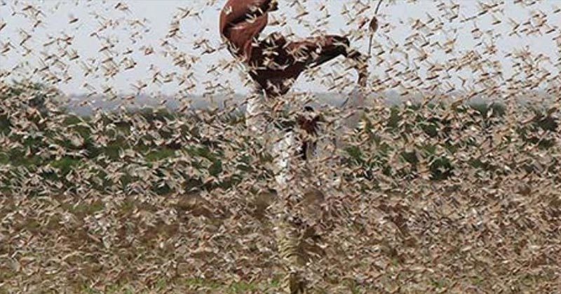 The Locust Plague in East Africa Is Sending Us a Message, And It’s Not Good News