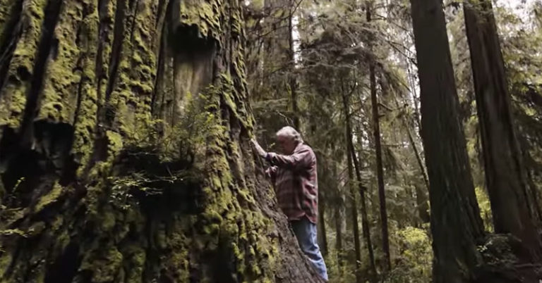 This Man Is Cloning Old-Growth Redwoods and Planting Them in Safe Places - Featured image