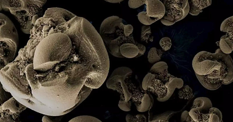 Bacteria that eat metal accidentally discovered by scientists
