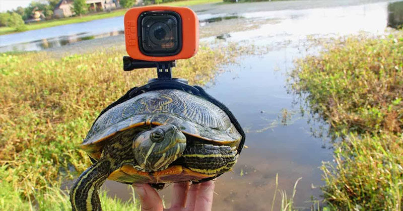 Turtle Strapped With a GoPro Documents Endearing Underwater Life