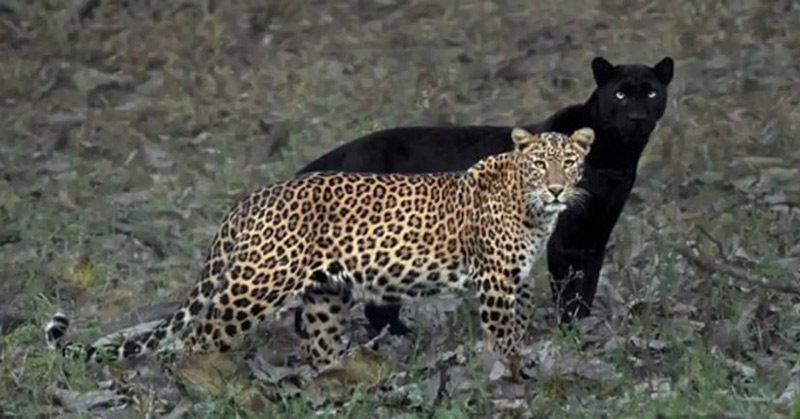 Photographer Waits 6 Days to Capture Perfect Moment Between Stunning Black Panther and Leopard