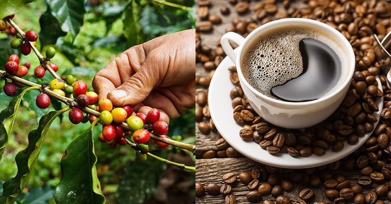 World Could Soon ‘Run Out Of Coffee’ Due To Global Warming