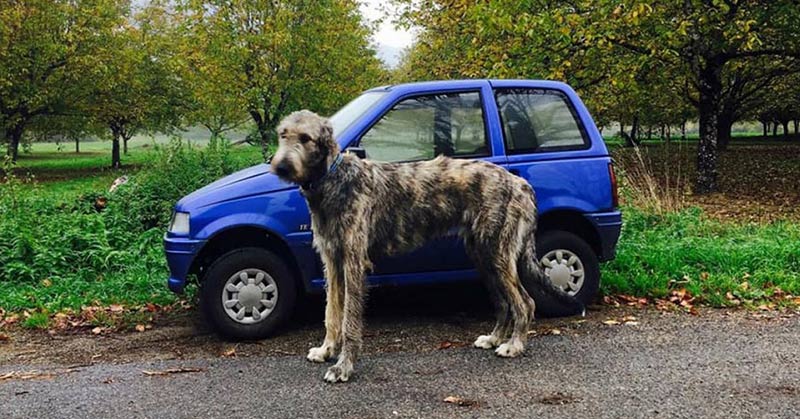 It’s Crazy How Large Irish Wolfhounds Are - Featured image
