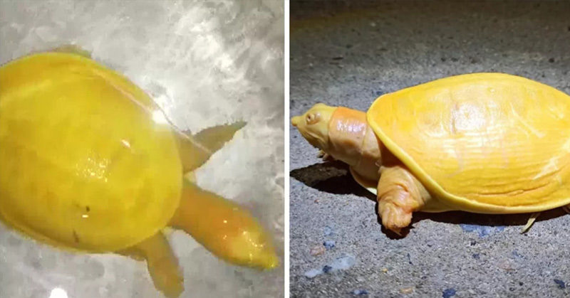 Farmer Discovers Rare Yellow Turtle That Experts Haven’t Seen Before
