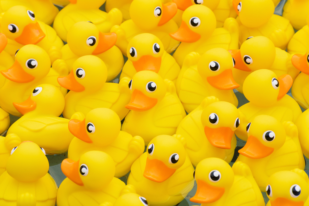 yellow toy duck floating in the pool
