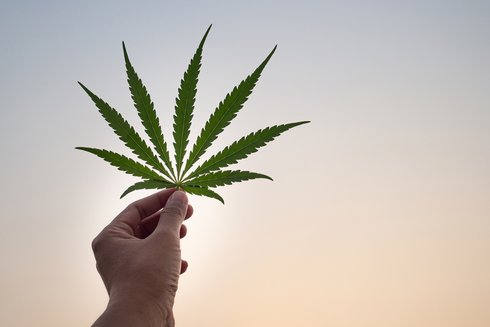 Close-up of hand holding marijuana leaf with a background sky. Texture of marijuana leaves. Concept of cannabis plantation for medical.