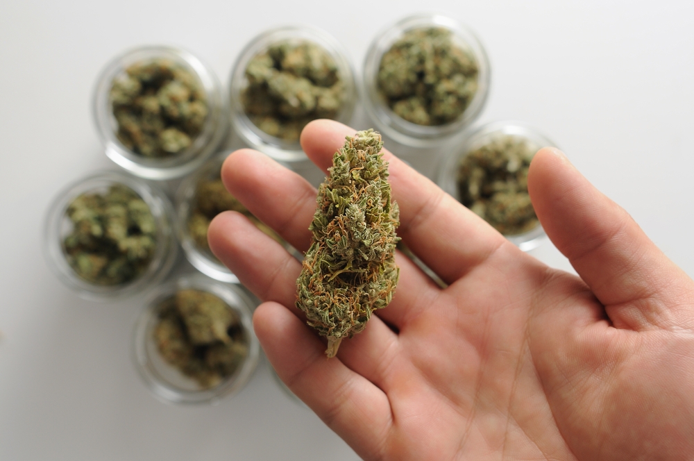 Weed stuff. Cannabis drying and curing. Grower man holds in his hand marijuana bud on white background. Eco container for storage. Hemp growing concept.