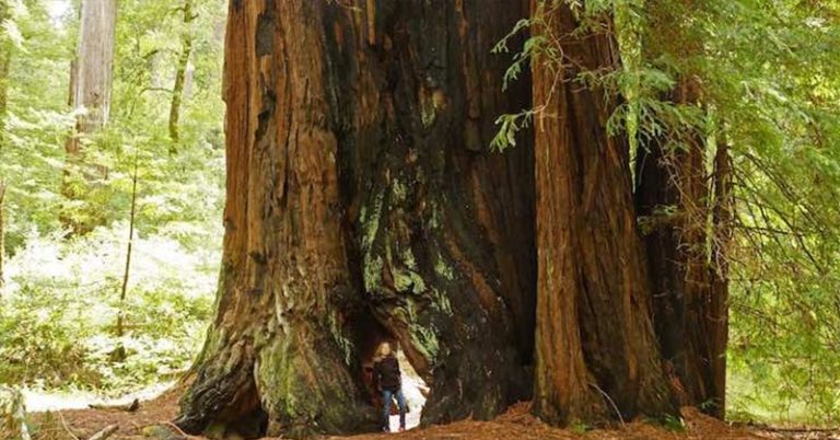Ireland is Creating the Largest Grove of Redwoods Outside of California - Featured image