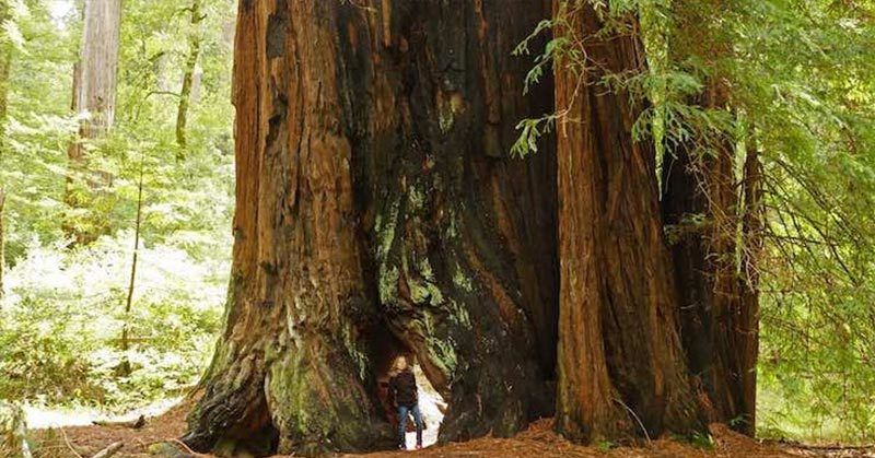Ireland is Creating the Largest Grove of Redwoods Outside of California