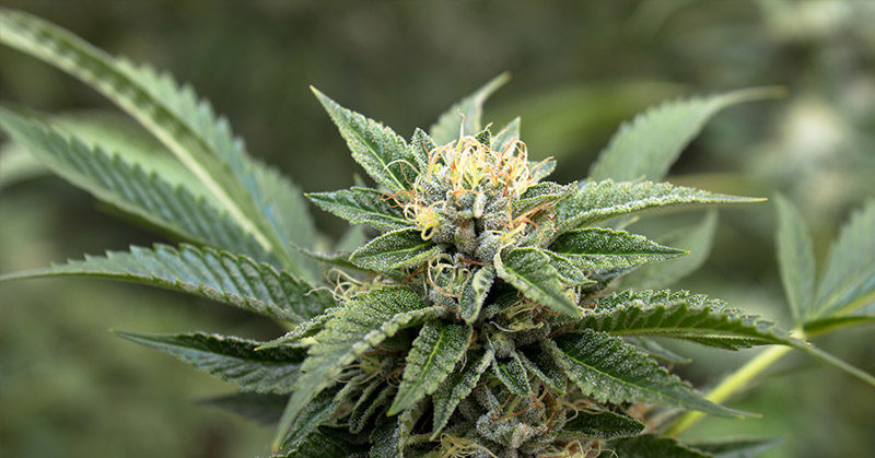 6 Conditions That Can Be Treated with Medical Marijuana