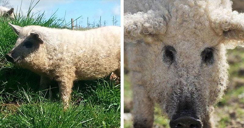 “Sheep Pigs” Are real and They’re like Giant Fuzzy Dogs