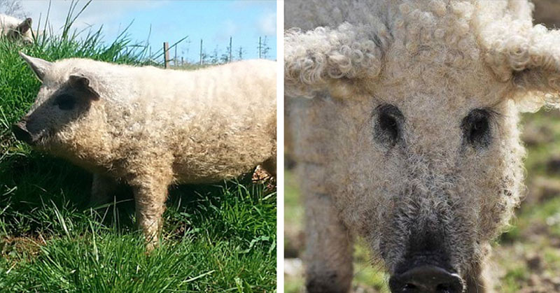 “Sheep Pigs” Are real and They’re like Giant Fuzzy Dogs - Featured image