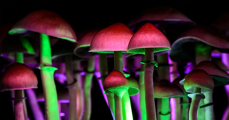 Canada Will Let Terminally Ill Patients Use Psychedelic Mushrooms For End-Of-Life Care